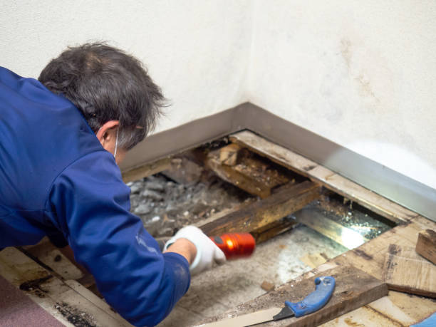 Best Residential Mold Removal  in Washington Park, FL