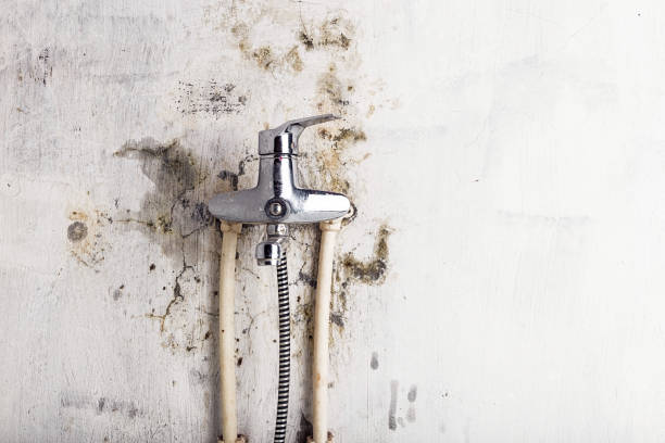 Best Local Mold Removal Service  in Washington Park, FL