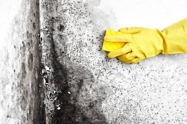 Best Professional Mold Removal  in Washington Park, FL