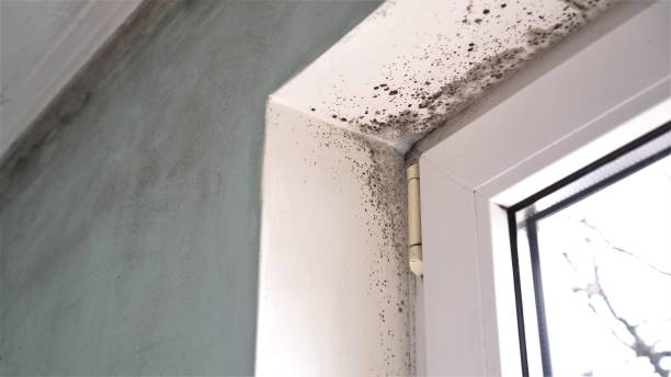 Best Commercial Mold Removal  in Washington Park, FL