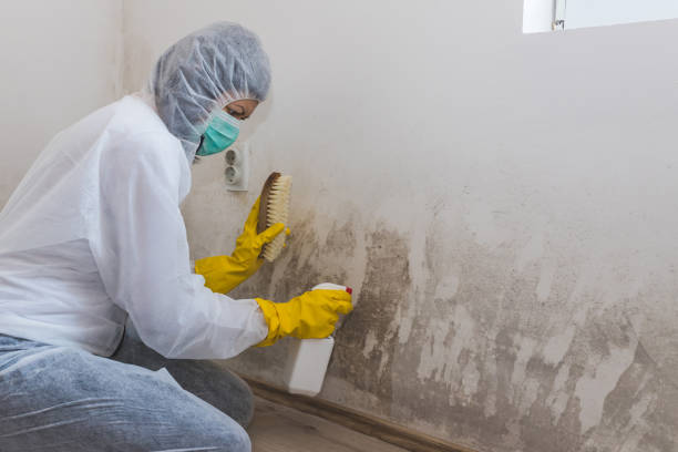 Attic Mold Removal in Washington Park, FL