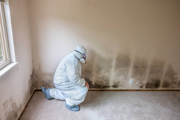Professional Mold Removal in Washington Park, FL