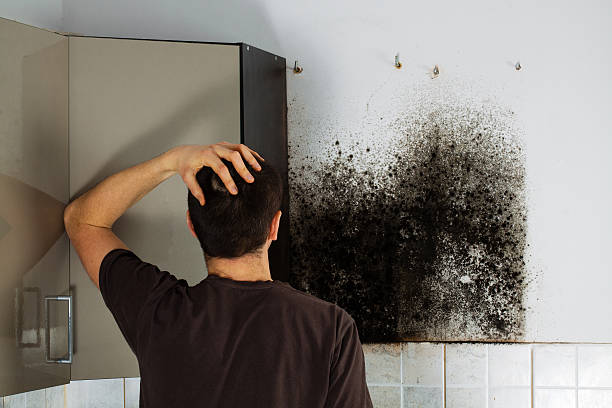 Best Home Mold Removal  in Washington Park, FL