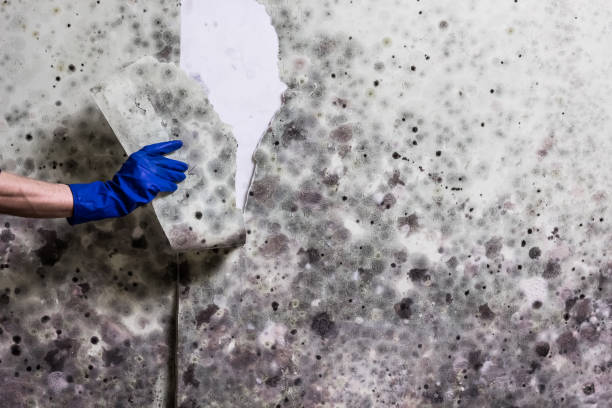  Washington Park, FL Mold Removal Pros